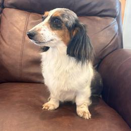 Indy - Dachshund