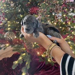 Franny - Merle male Bernedoodle puppy in Yuba City, California from Ranch House Doodles