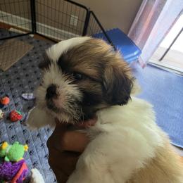 Shih Tzu Puppies from ROYAL SHIHTZUS