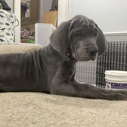 Great Dane Puppies from Lazy A Danes