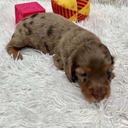 Boy 1 black collar - Dapple male Dachshund puppy in Chicago, Illinois from RGZ Doxies