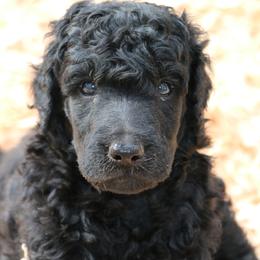 Rico - Black male Poodle puppy in Ephrata, Washington from NCR Ranch