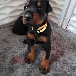 Girl 2 - Black and rust female Doberman Pinscher puppy in Anderson, Indiana from Legendary Kennels