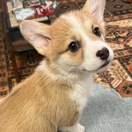 Pembroke Welsh Corgis from Ad Astra NYC