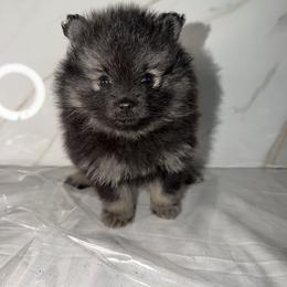 Pinket - Wolf sable female Pomeranian puppy in Scio, Oregon from Mac Daddy Poms
