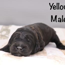 Yellow - Black male Goldendoodle puppy in Maryville, Tennessee from Twin City Doodles