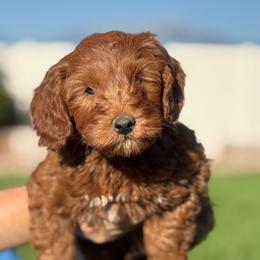 Purple - Red  male Goldendoodle puppy in Herriman, Utah from Sunnydoodle Utah