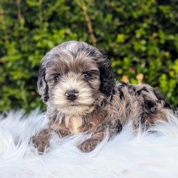 Cockapoo Puppies from Utah Cocker Spaniels