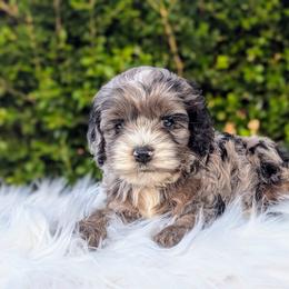 Cockapoo Puppies from Utah Cocker Spaniels