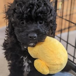 Aussiedoodle, Cavapoo, and Poodle Puppies from Robin's Nest Farm