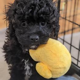 Aussiedoodle, Cavapoo, and Poodle Puppies from Robin's Nest Farm