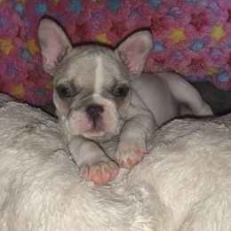 French Bulldog Puppies from Monarchy's Finest French Bulldogs