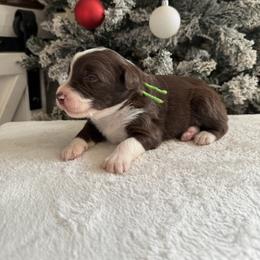 Lime collar - Red & white male Australian Shepherd puppy in Buckeye, Arizona from Wranglin Farms