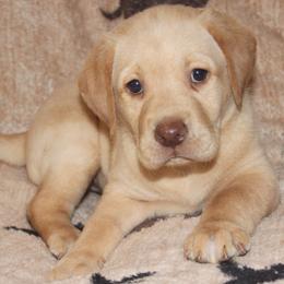 AKC OFA CAER DNA Girl - Yellow female Labrador Retriever puppy in Spring Creek, Nevada from Badland Kennel