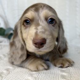 Dachshund Puppies from Long_and_Low_Dachshunds