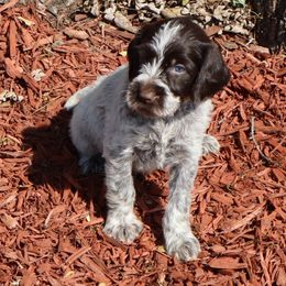Girl 1 - Brown and gray female Wirehaired Pointing Griffon puppy in Afton, Wisconsin from Daehler's Wirehaired Pointing Griffons