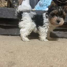 Biewer Terrier Puppies from Southern Star Biewers