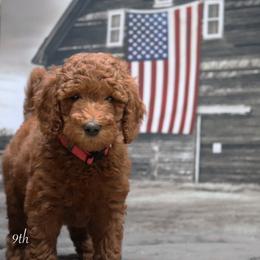 Poodle Puppies from Red Barn Moyen Poodles