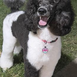 Journey - Poodle