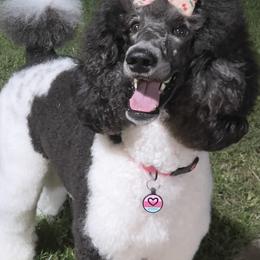 Journey - Poodle