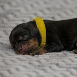 Arista - Black and tan female Cavalier King Charles Spaniel puppy in Granite Falls, North Carolina from Country Life Cavaliers