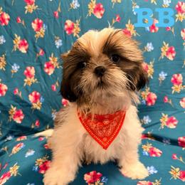 B.B.  aka baby boy - Black gold and white male Shih Tzu puppy in Hemet, California from Aloha Shih Tzu