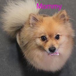 Graycie - Pomeranian