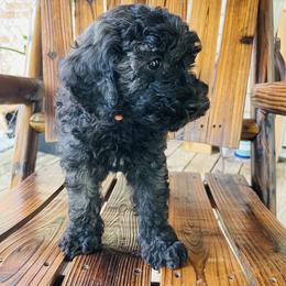 Goldendoodle Puppies from Magnolia Mini Goldendoodles