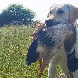 Labrador Retrievers from Timberview Retrievers