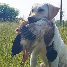Labrador Retrievers from Timberview Retrievers