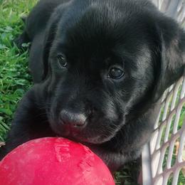Labrador Retriever Puppies from Young’s Legacy Labradors