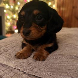 Frankie - Black and tan male Dachshund puppy in Massies Mill, Virginia from Pigeon Hill Dachshunds