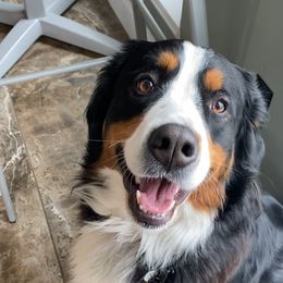 Marvel - Bernese Mountain Dog