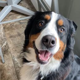Marvel - Bernese Mountain Dog