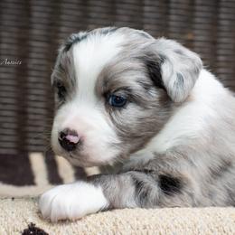 Felix - Blue merle male Australian Shepherd puppy in Decatur, Texas from Wyldrose Australian Shepherds