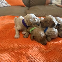 Goldendoodle puppies from Megan’s Spoiled Standards