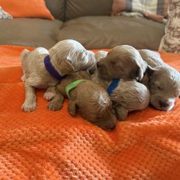 Goldendoodle puppies from Megan’s Spoiled Standards