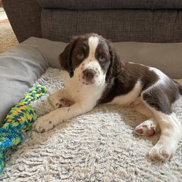 English Springer Spaniel Puppies from Timothy Naylor