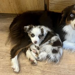 Australian Shepherd, Miniature Australian Shepherd, and Toy Australian Shepherd Puppies from V5 Mini Aussies