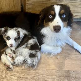 Australian Shepherd, Miniature Australian Shepherd, and Toy Australian Shepherd Puppies from V5 Mini Aussies