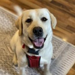 Star - Yellow female Labrador Retriever puppy in Mansfield, Missouri from Leadhill Labs