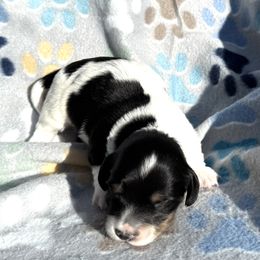 Dachshund Puppies from Dobbins Dachshunds