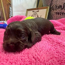 Girl 1 - Brown female Cocker Spaniel puppy in Phil Campbell, Alabama from Sandra Clark's Cocker Spaniels