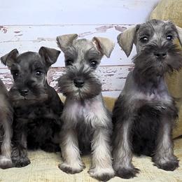 Miniature Schnauzer puppies from Halo Schnauzer