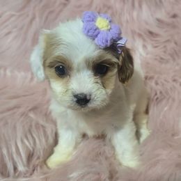 Touri - Blenheim female Cavapoo puppy in Lebanon, Kentucky from Mosaic Merle Doodles
