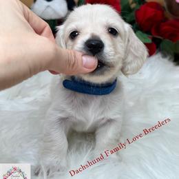 Dachshund Puppies from Dachshund Family Love Breeders
