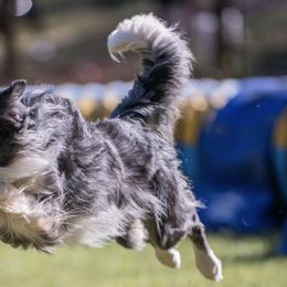 Border Collies and Papillons from Evolution Sport Dogs