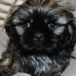 Boy 1 - Gold male Shih Tzu puppy in Craig, Colorado from Rocky Mountain Shih Tzus and Dry Creek Miniature Dachshunds