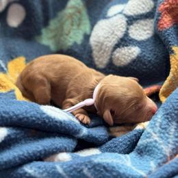 Buzz - Red  male Goldendoodle puppy in Wharton, Texas from Little Fur Friends