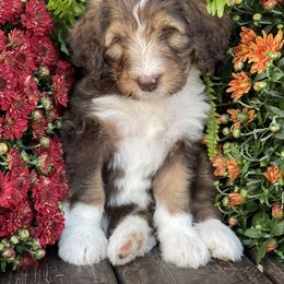 Bernedoodle Puppies from White Oak